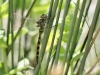 Boyeria irene - female_IMG_0642