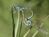 Coenagrion scitulum - copula_IMG_1340
