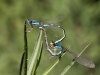 Coenagrion scitulum - copula_IMG_1343