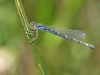 Coenagrion scitulum - female 1_IMG_1412