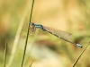 Coenagrion scitulum - male_IMG_1388