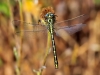 Gomphus graslinii - male_IMG_982