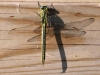 Gomphus pulchellus - female_IMG_0946