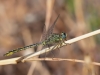 Gomphus pulchellus - male_IMG_0956