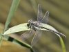 Gomphus pulchellus - male near Alora