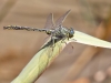 Gomphus pulchellus - male - Provincia de Malaga