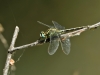 Gomphus simillimus - male_IMG_1143