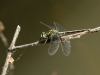 Gomphus simillimus - male_IMG