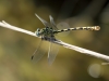 Onychogomphus forcipatus ssp. unguiculatus - male_IMG_0540