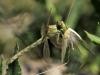 Onychogomphus forcipatus ssp. unguiculatus - female_IMG_0598