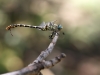 Onychogomphus forcipatus ssp. unguiculatus - male_IMG_0608