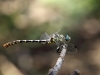 Onychogomphus forcipatus ssp. unguiculatus - male_IMG_0614
