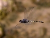 Zygonyx torridus - male_IMG_0625