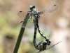 Onychogomphus forcipatus ssp. unguiculatus - copula_IMG_0648