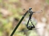 Onychogomphus forcipatus ssp. unguiculatus - copula_IMG_0649