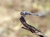 Orthetrum nitidinerve - male_IMG_0654
