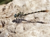 Onychogomphus forcipatus ssp. unguiculatus - male_IMG_0657