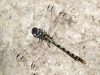 Onychogomphus forcipatus ssp. unguiculatus - male_IMG_0658