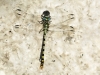 Onychogomphus forcipatus ssp. unguiculatus - male_IMG_0659