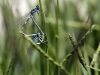 Coenagrion caerulescens - copula_IMG_0662