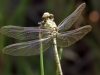 Onychogomphus forcipatus ssp. unguiculatus - male_IMG_0688
