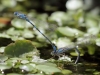 Coenagrion caerulescens - ovipositing_IMG_0695