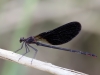 Calopteryx haemorrhoidalis - male_IMG_0726
