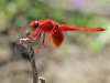 Trithemis kirbyi - male_IMG_0737