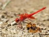 Trithemis kirbyi - male_IMG_0740
