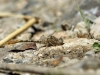 Onychogomphus costae - male_IMG_0753