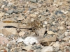 Onychogomphus costae - male_IMG_0758