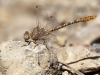 Onychogomphus costae - male_IMG_0774