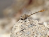 Onychogomphus costae - male_IMG_0778