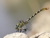 Onychogomphus forcipatus ssp. unguiculatus - male_IMG_0797