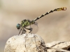 Onychogomphus forcipatus ssp. unguiculatus - male_IMG_0822