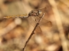 Orthetrum coerulescens - female_IMG_0949