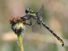 Gomphus graslinii - male_IMG_0987