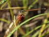 Platycnemis acutipennis - male_IMG_0996