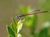 Platycnemis acutipennis - male_IMG_1011
