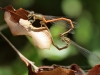 Platycnemis acutipennis - copula_IMG_1014