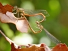 Platycnemis acutipennis - copula_IMG_1030