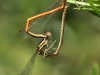 Platycnemis acutipennis - copula_IMG_1036B