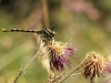 Onychogomphus uncatus - male_IMG_1039