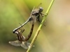Orthetrum chrysostigma - copula_IMG_1065