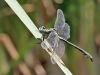 Gomphus simillimus - male_IMG_1130