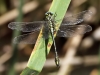 Gomphus simillimus - male_IMG_1138