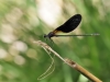 Calopteryx haemorrhoidalis - male _IMG_1187