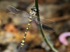 Cordulegaster boltonii - male_IMG_1206