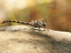 Onychogomphus uncatus - male_IMG_1241