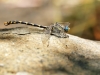 Onychogomphus uncatus - male_IMG_1248